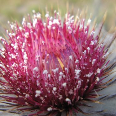 Close up of pink tip, similar to dandelion