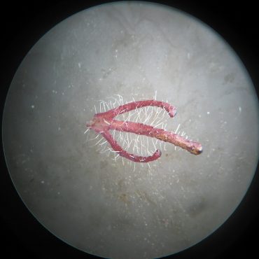 close up of 3 pronged thin stem