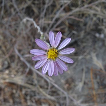 light pink flower with many petals and yellow center