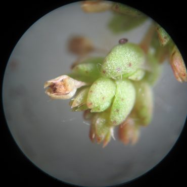 microscopic photo of small green leaves and flowers