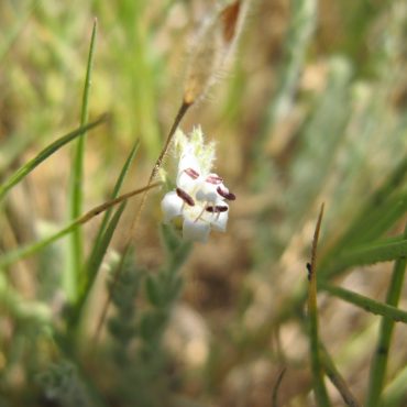 White flower of Alkali Weed