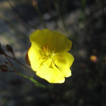 open yellow flower in the sunlight