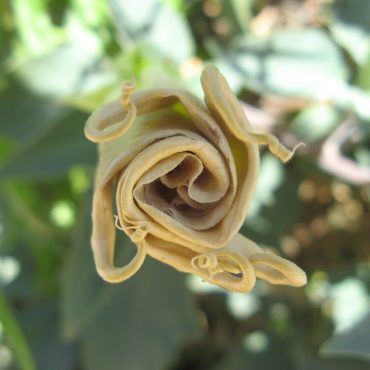 dried up flower coiled up