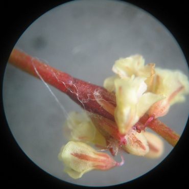 white flower under microscope