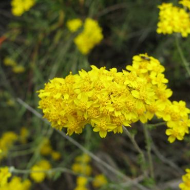 branch topped with cluster of yellow flowers