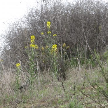 Yellow flowers growing on hill