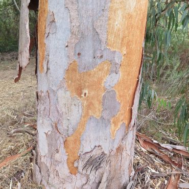grey bark peeling off tree to show tan underside