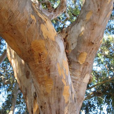 tree branch with bark peeling off