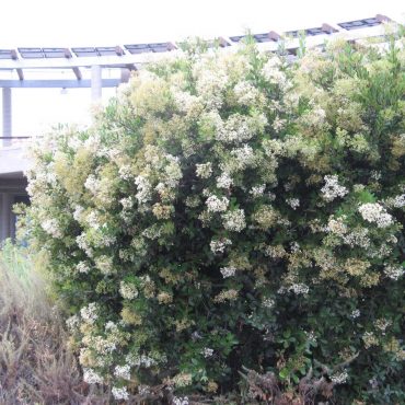 bush covered in tiny white flowers