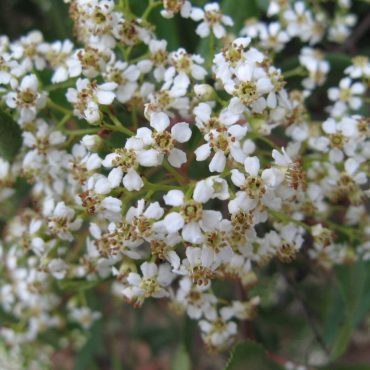 close up of many mini white flowers