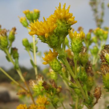 stems containing yellow tube-like flowers with spiked bases