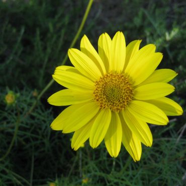 yellow flower in the sun