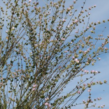 Long stems with small pink flowers