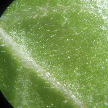 microscopic image of white glandular hairs on leaf of the wishbone bush