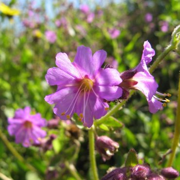 three purple/pink wishbone bush flowers