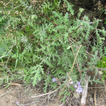 green leaf plant with purple flowers scattered throughout