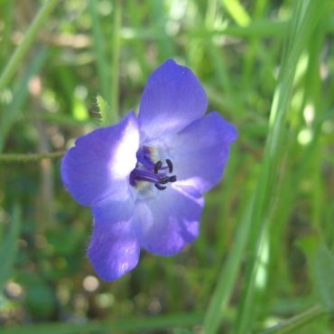 side shot of purple Fiesta flower