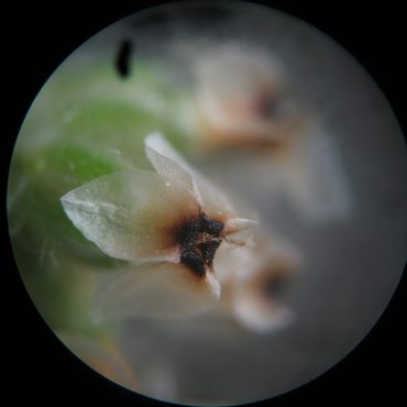 microscopic flower on top of stem