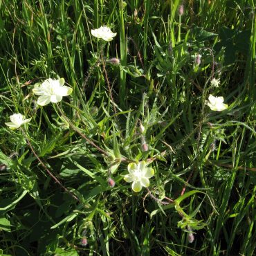 White flowers with yellow tips