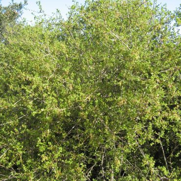 tangled green leaves of low growing Nuttall's Scrub Oak