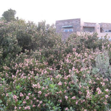 large green bush with clumps of tiny pink flowers throughout