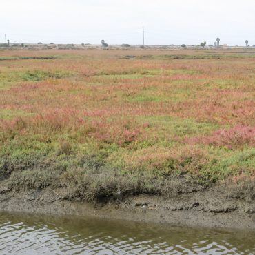 field behind lagoon full of pink pickleweed
