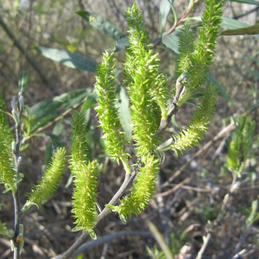 Green aroyo willow catkins