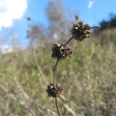 dried out mature seed pods of Black Sage bush