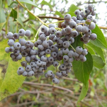 small round blue berries on a branch