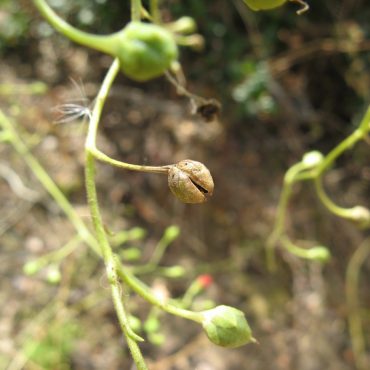 ripe brown capsule of the California Bee Plant