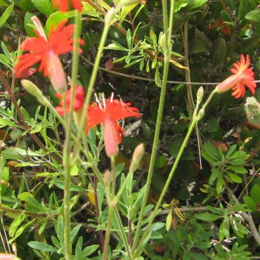 multiple red flower with long skinny petals