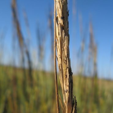 brown dried up cord grass flower head