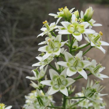 Numerous white opened flowers stemming from branch