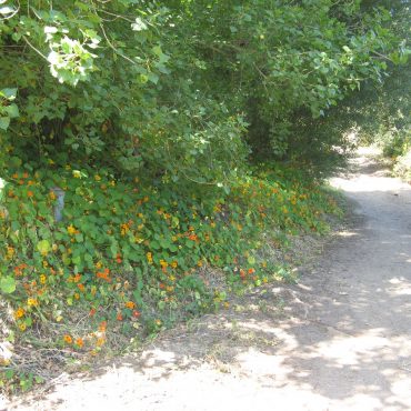 nasturtium with orange flowers growing along the trail side