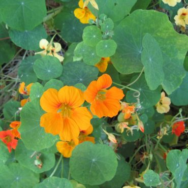 two bright orange nasturtium flowers surrounded by round green leaves