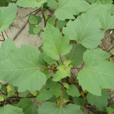 close up of leaves with 3 section
