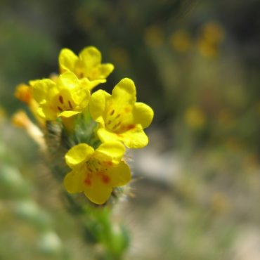 close up of 5 point petal yellow flowers