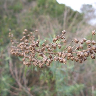 brown seed heads along branch
