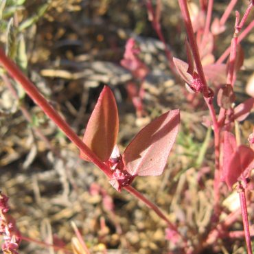 red arrow-shaped leaves