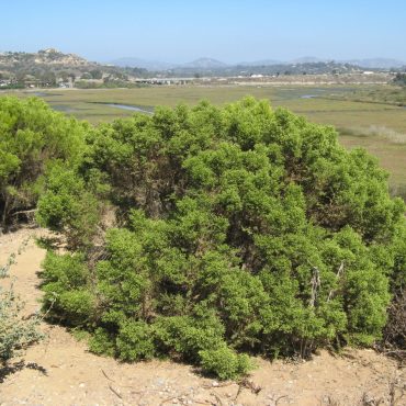 large green bush