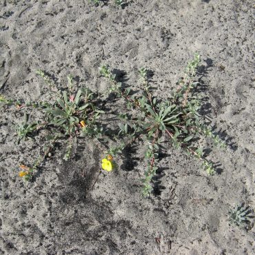 over-head shot of beach primrose plant with a single yellow flower in the sand