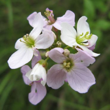 light pink flowers with four petals