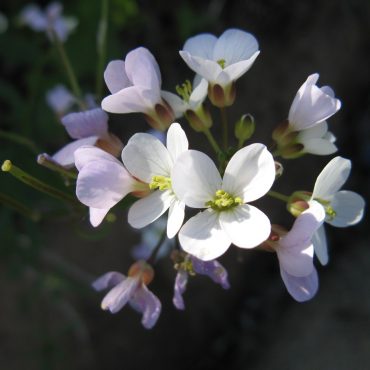 white and light pink flowers with four petals