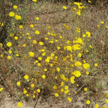 cluster of bright yellow pincushion flowers against brown background