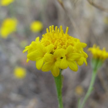 close up of upright yellow pincushion flower