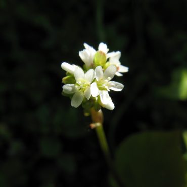 white flower at end of stem