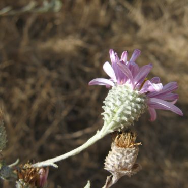 Underside of flower with spiked stem