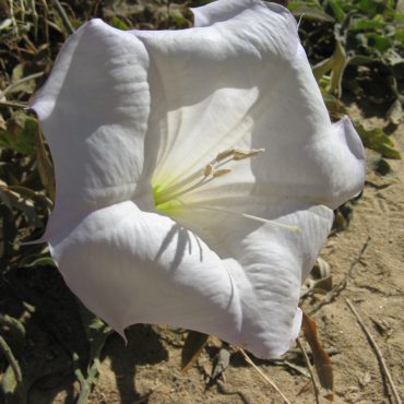 white flower in the sun