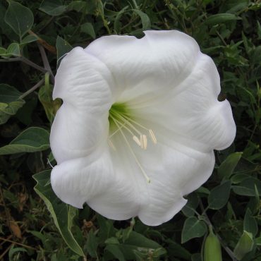 white circular flower
