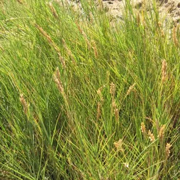 thin wire-like green saltgrass